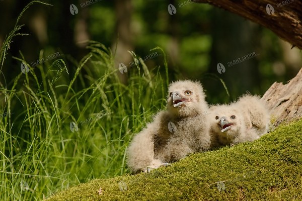 Two Eurasian Eagle-Owl Chicks Calling on Mossy Tree