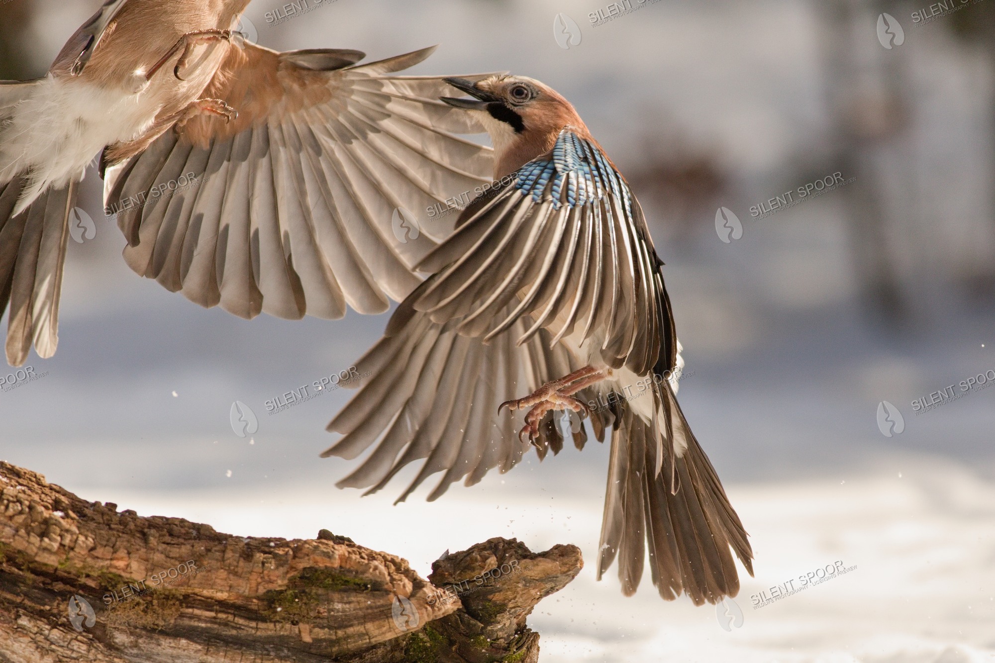 Eurasian Jay Garrulus glandarius wildlife photograph in Slovakia