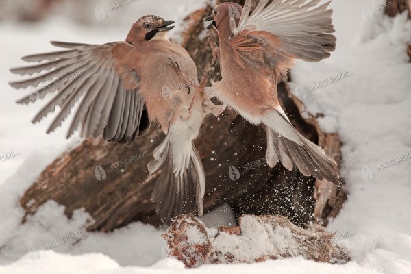 Two Eurasian Jays Fighting in Snow