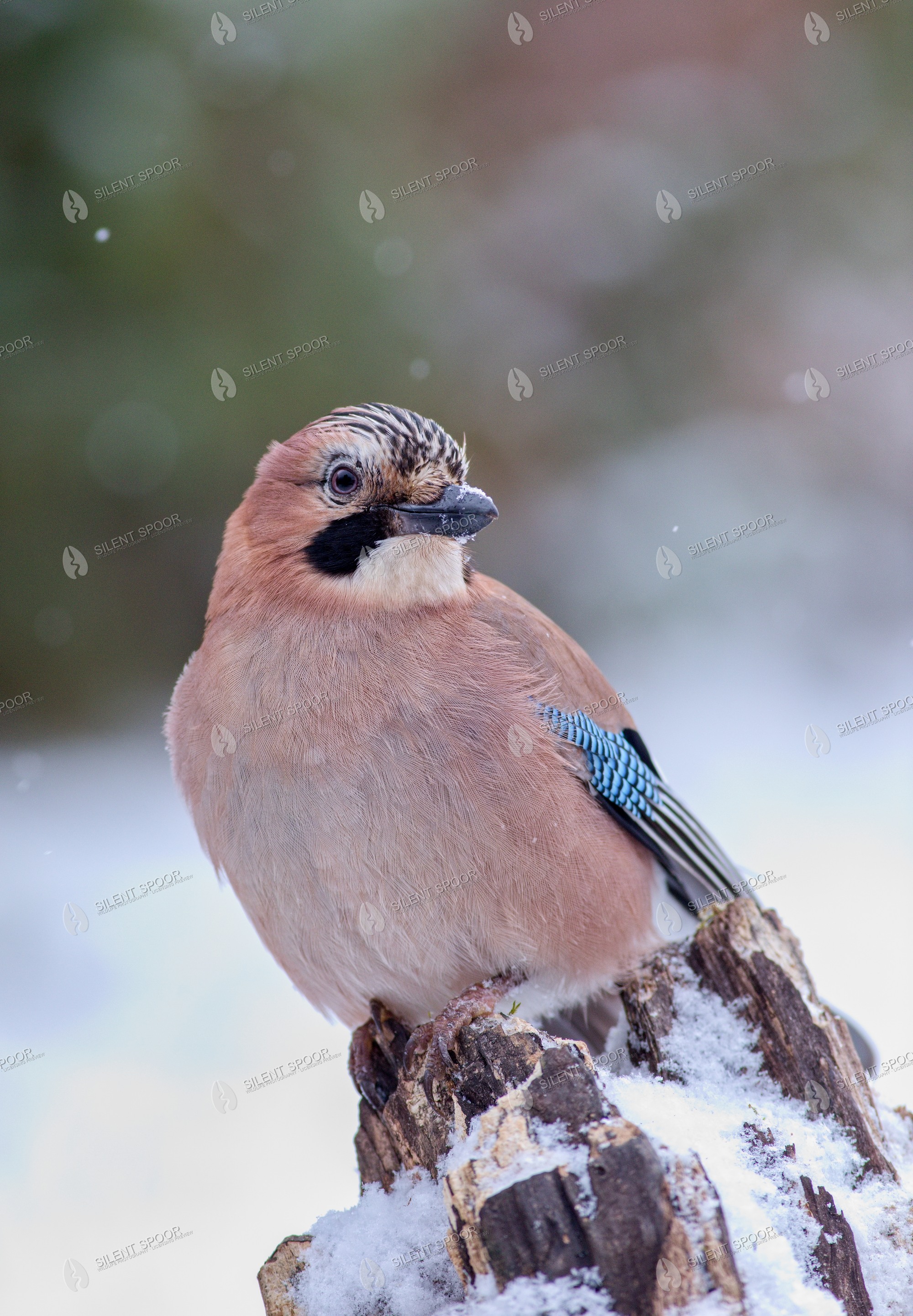 Eurasian Jay Garrulus glandarius wildlife photograph in Slovakia