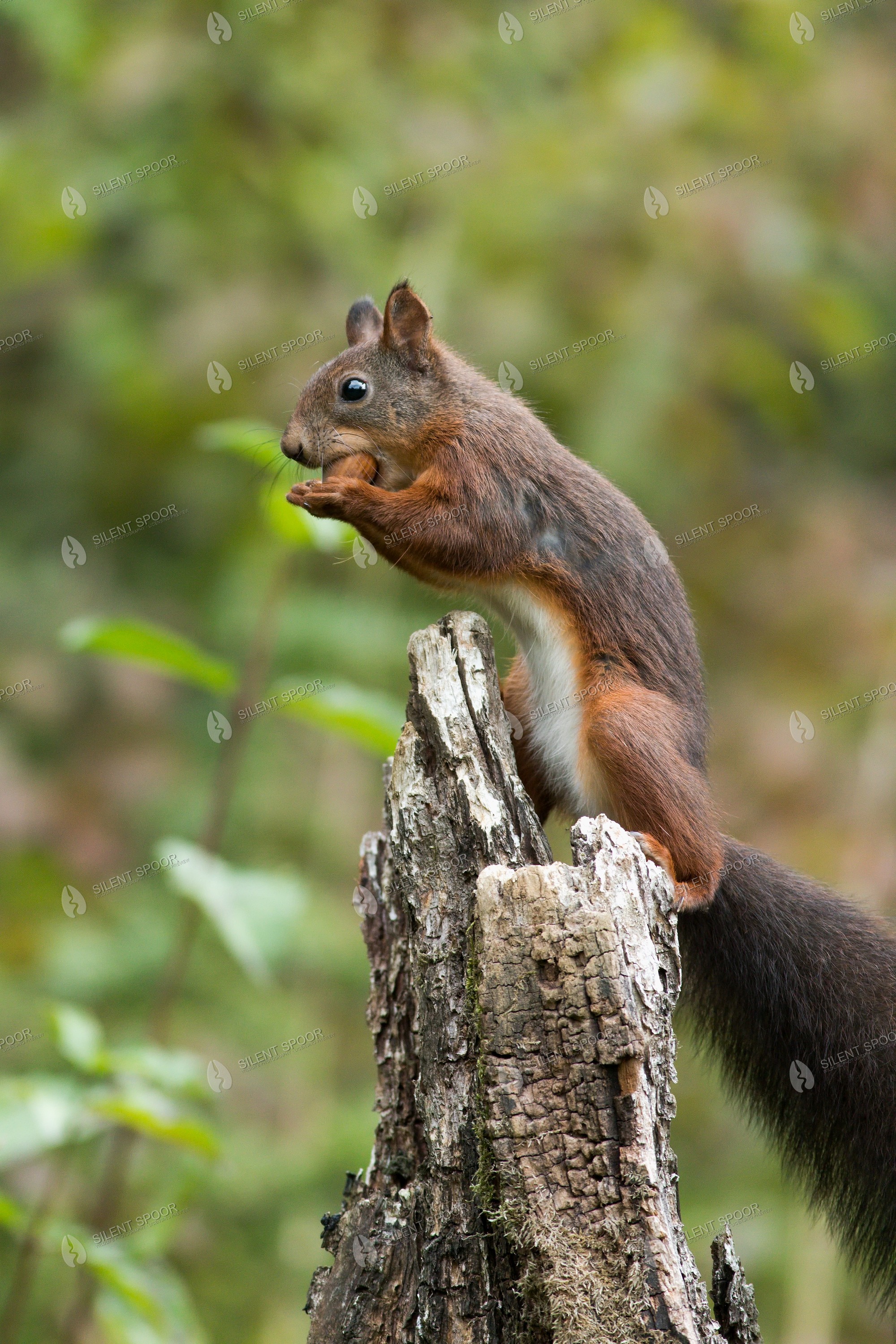 Eurasian Red Squirrel Sciurus vulgaris wildlife photograph in Slovakia