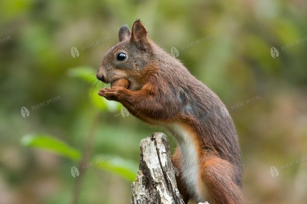 European Red Squirrel Eating Hazelnut on Old Tree Stump