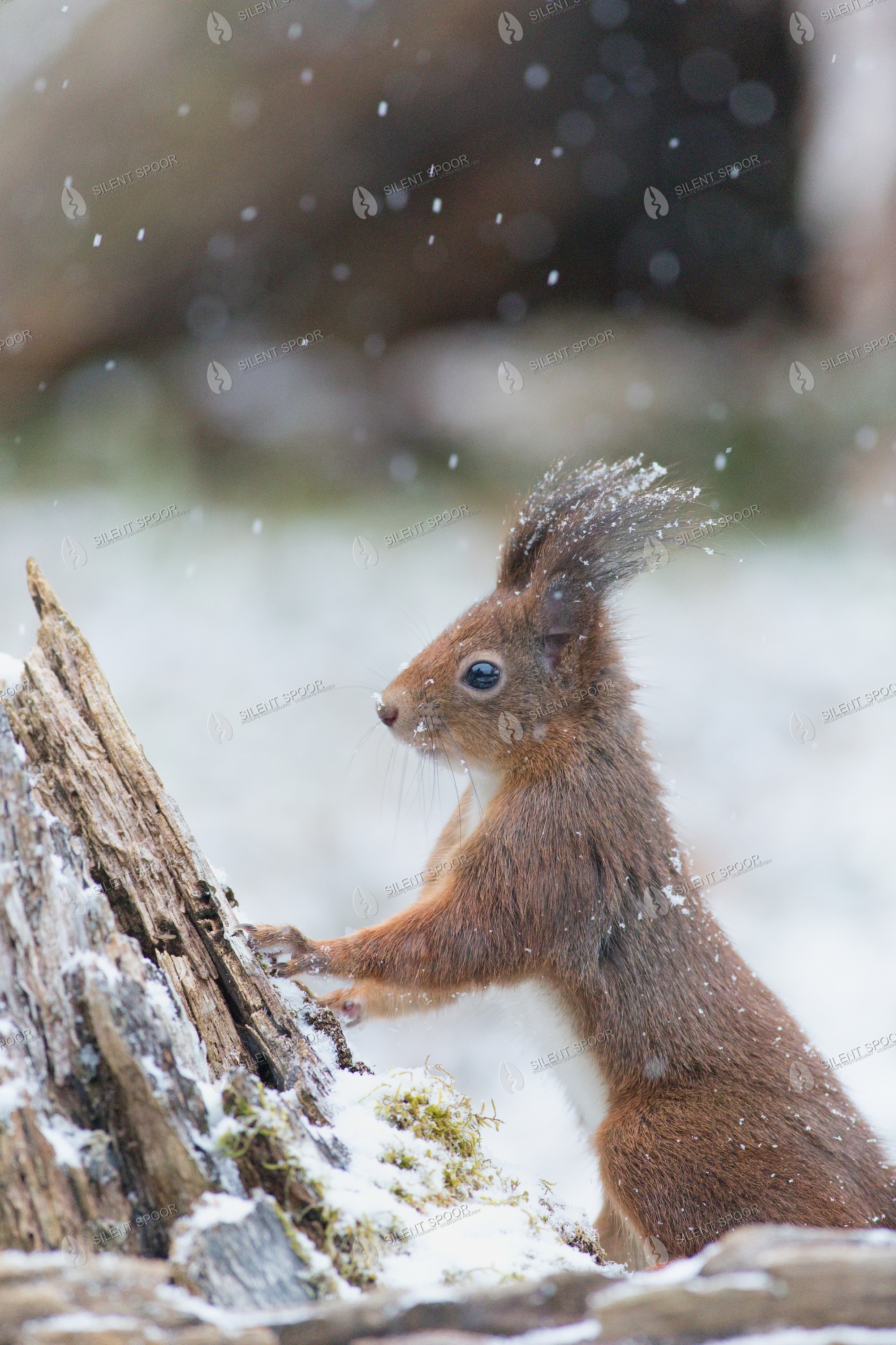 Eurasian Red Squirrel Sciurus vulgaris wildlife photograph in Slovakia