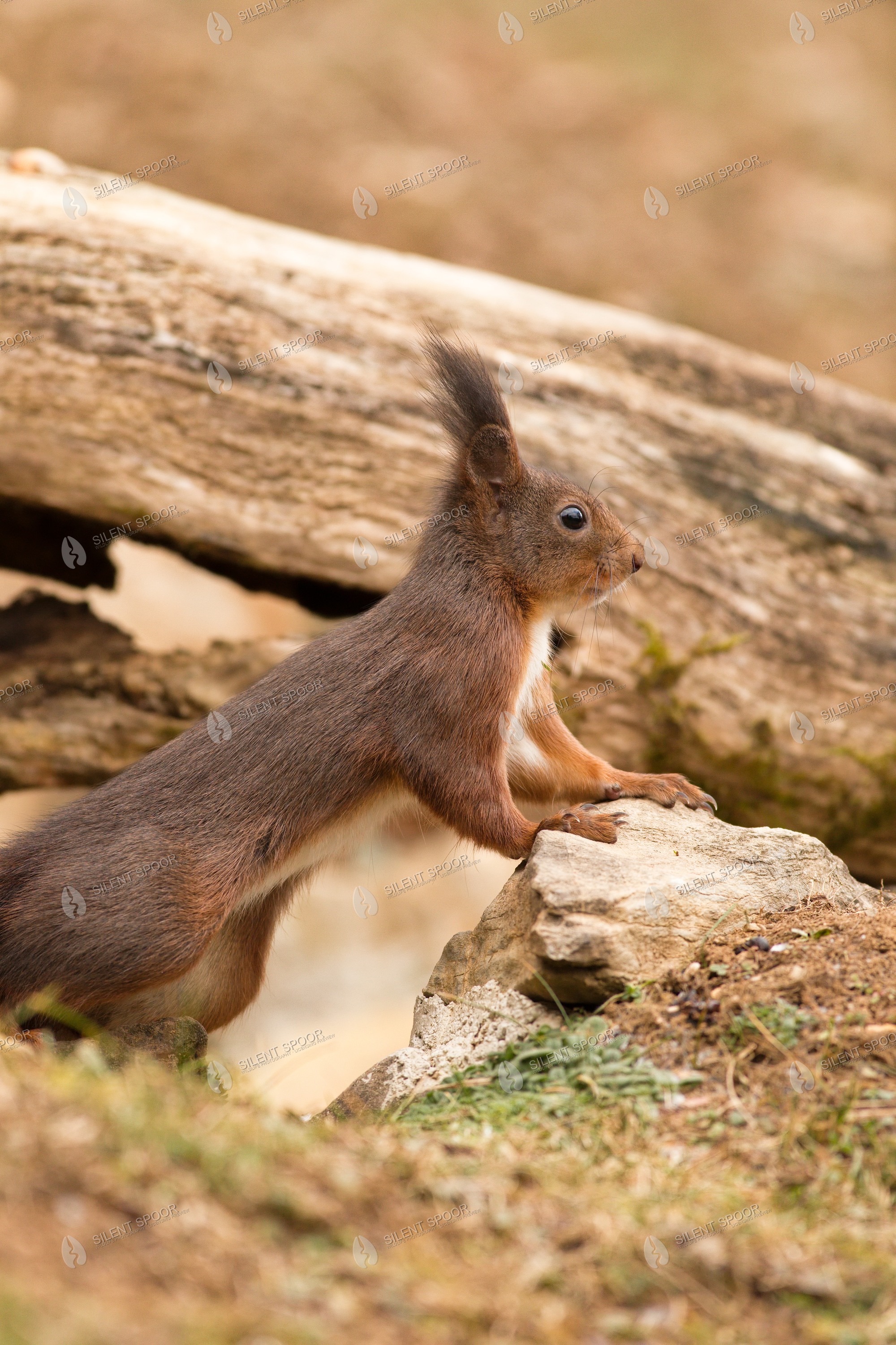 Eurasian Red Squirrel Sciurus vulgaris wildlife photograph in Slovakia