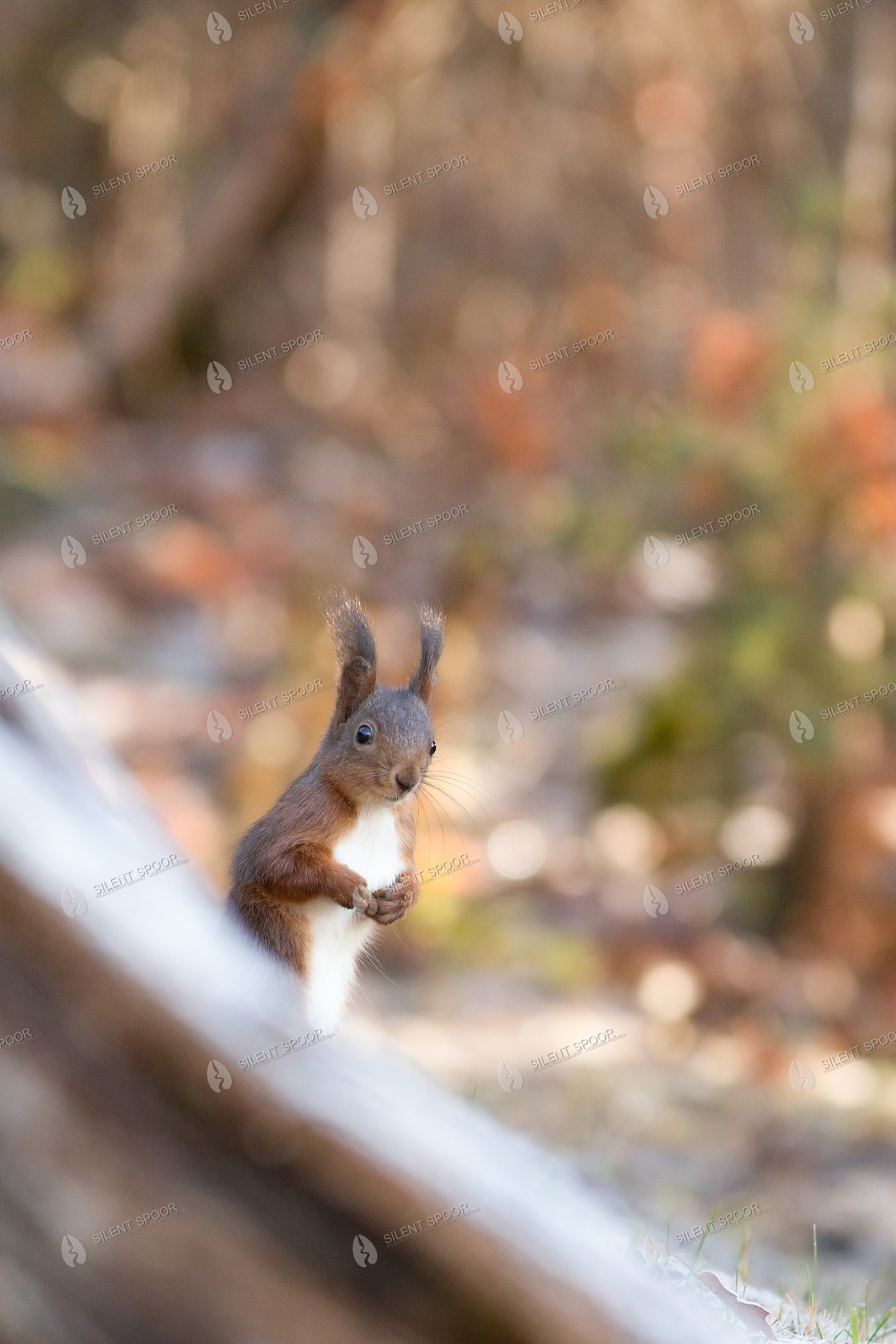 Eurasian Red Squirrel Sciurus vulgaris wildlife photograph in Slovakia