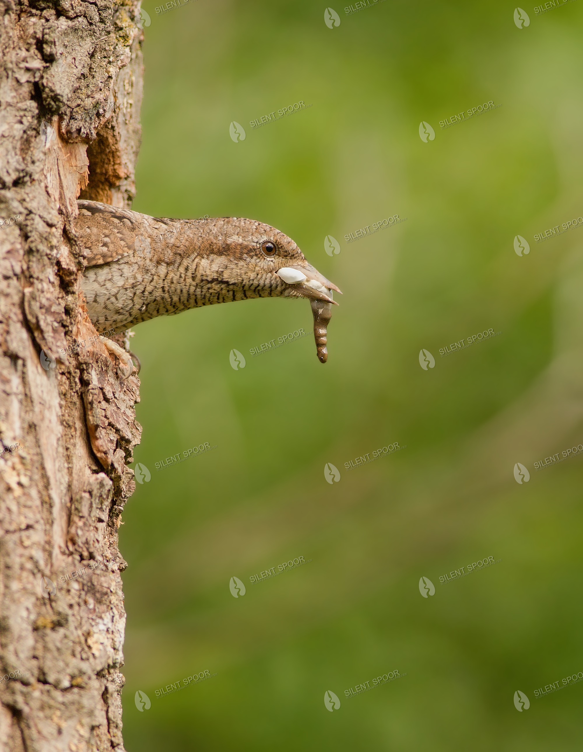 Eurasian Wryneck Jynx torquilla wildlife photograph in Slovakia