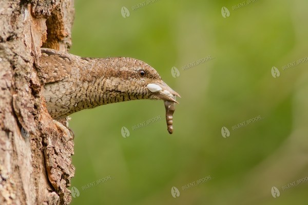 Eurasian Wryneck Removing Fecal Sac from Nest Cavity