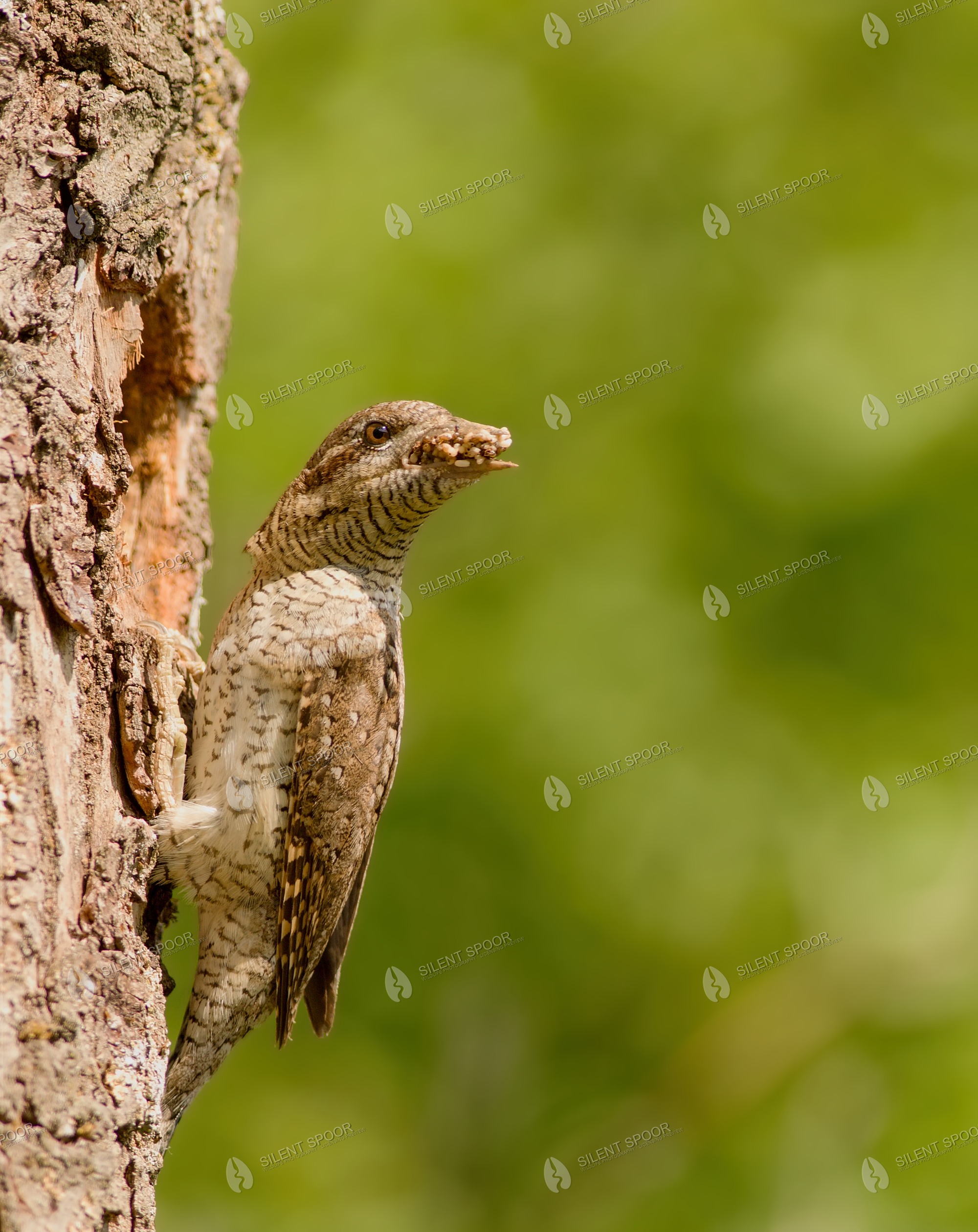 Eurasian Wryneck Jynx torquilla wildlife photograph in Slovakia