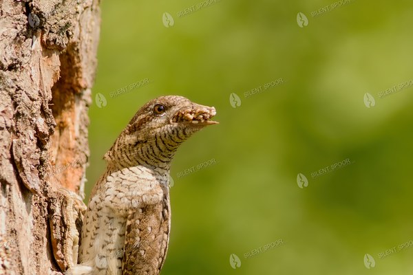 Eurasian Wryneck Carrying Insect Larvae to Nest