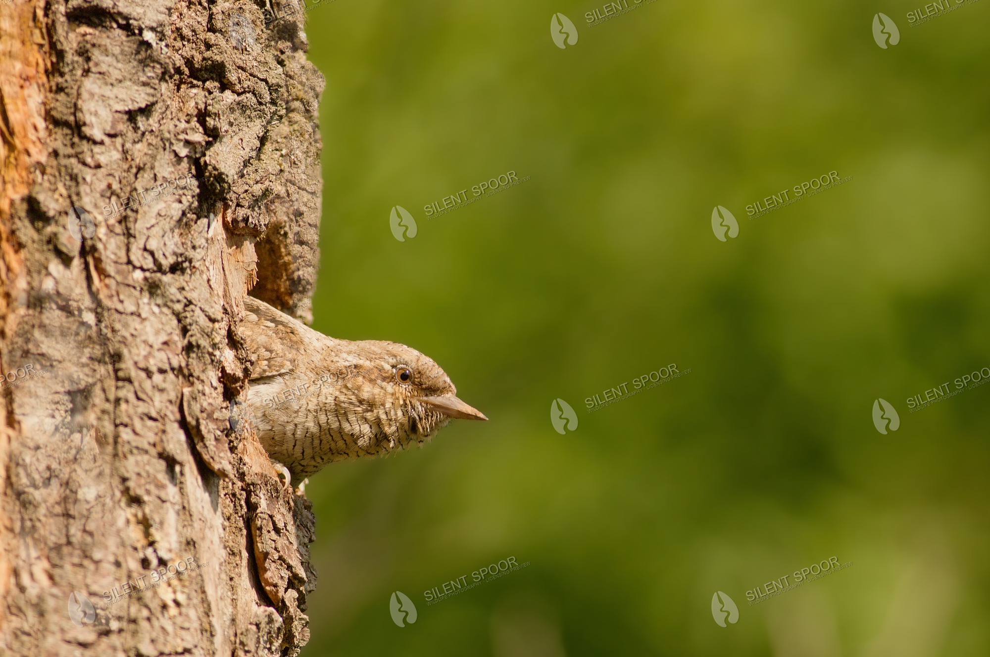 Eurasian Wryneck Jynx torquilla wildlife photograph in Slovakia