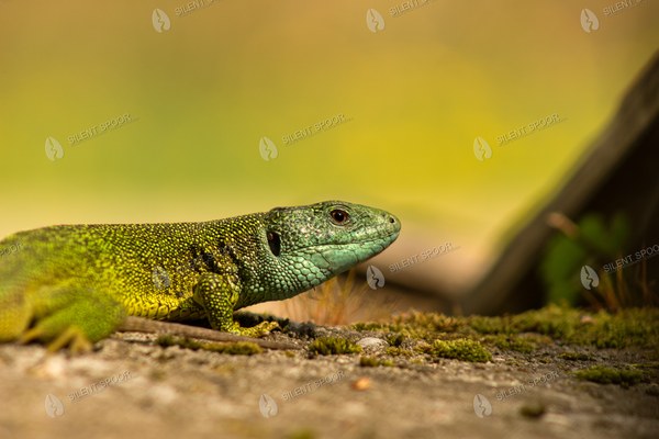 Male European Green Lizard Resting on Mossy Rock