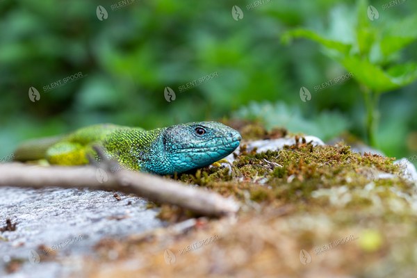 Male European Green Lizard with Blue Throat
