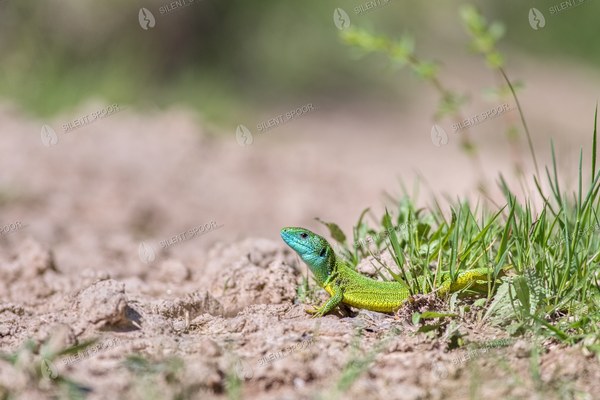 Male European Green Lizard in Grassland Habitat