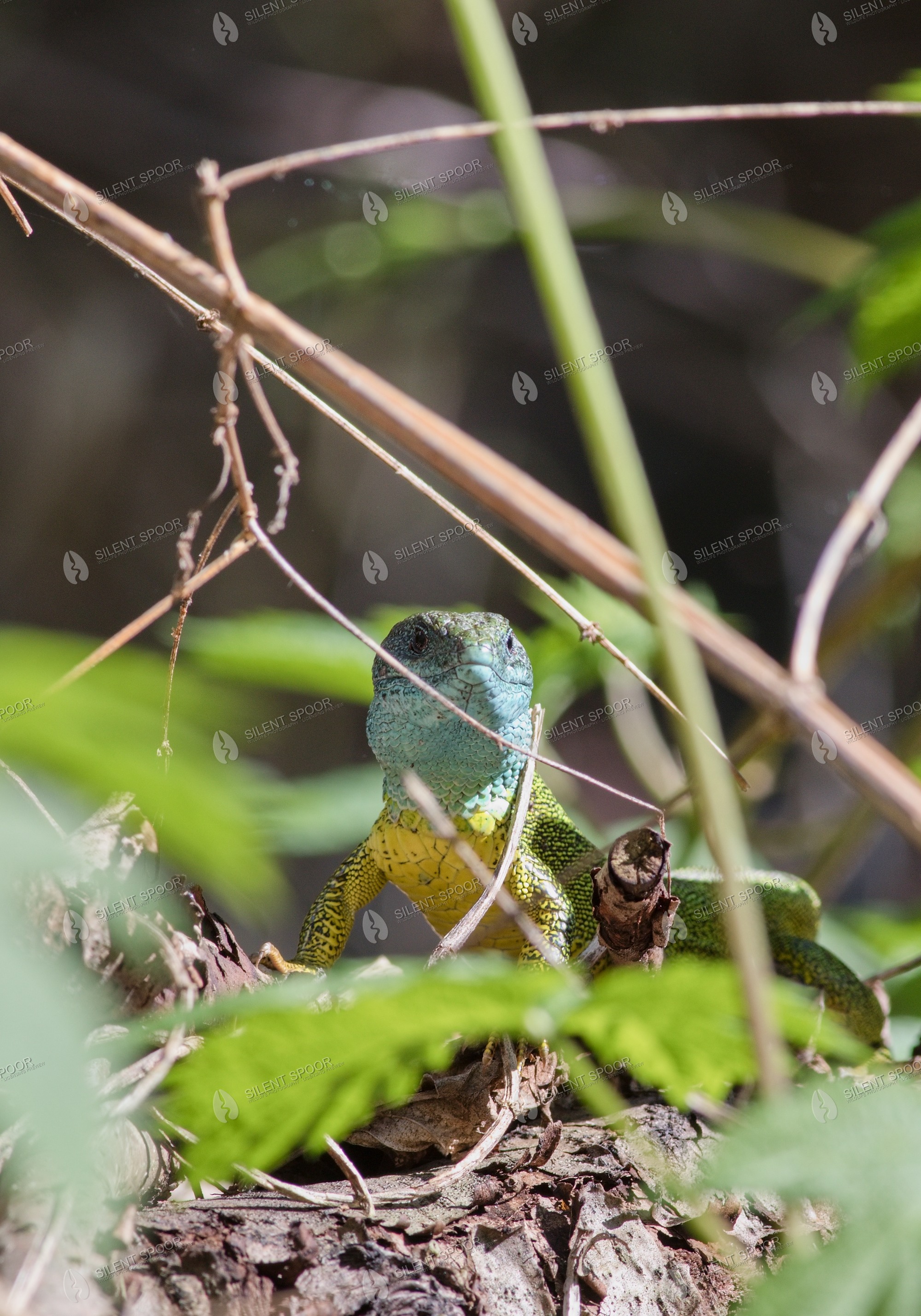 European Green Lizard Lacerta viridis wildlife photograph in Slovakia