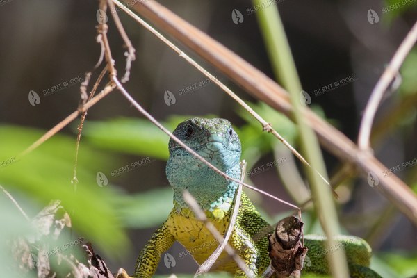 Male European Green Lizard Among Woodland Vegetation