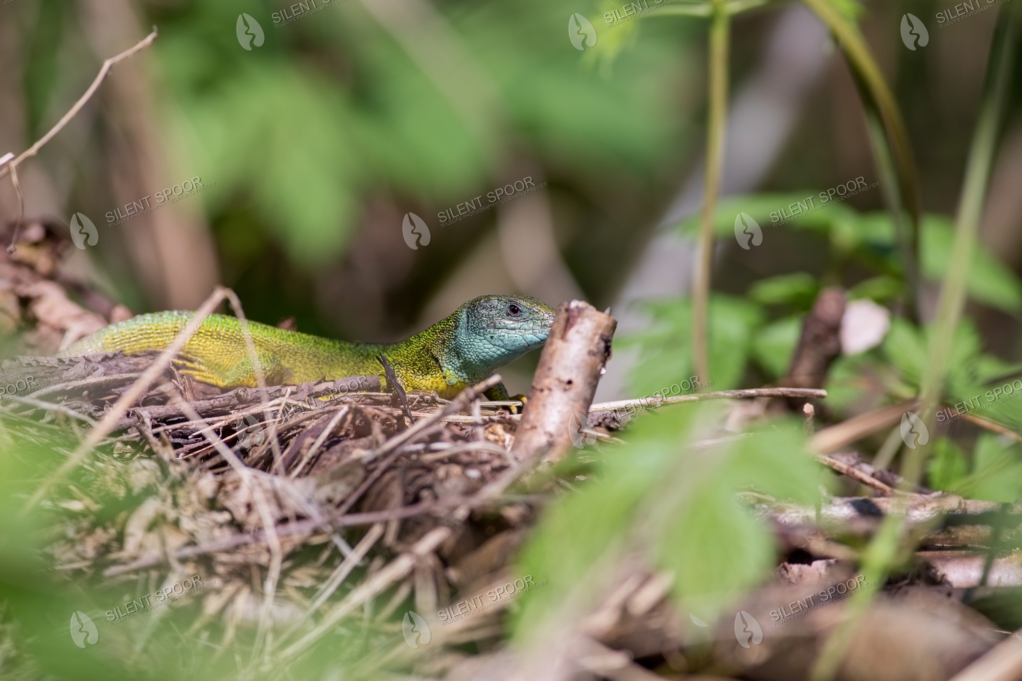 European Green Lizard Lacerta viridis wildlife photograph in Slovakia