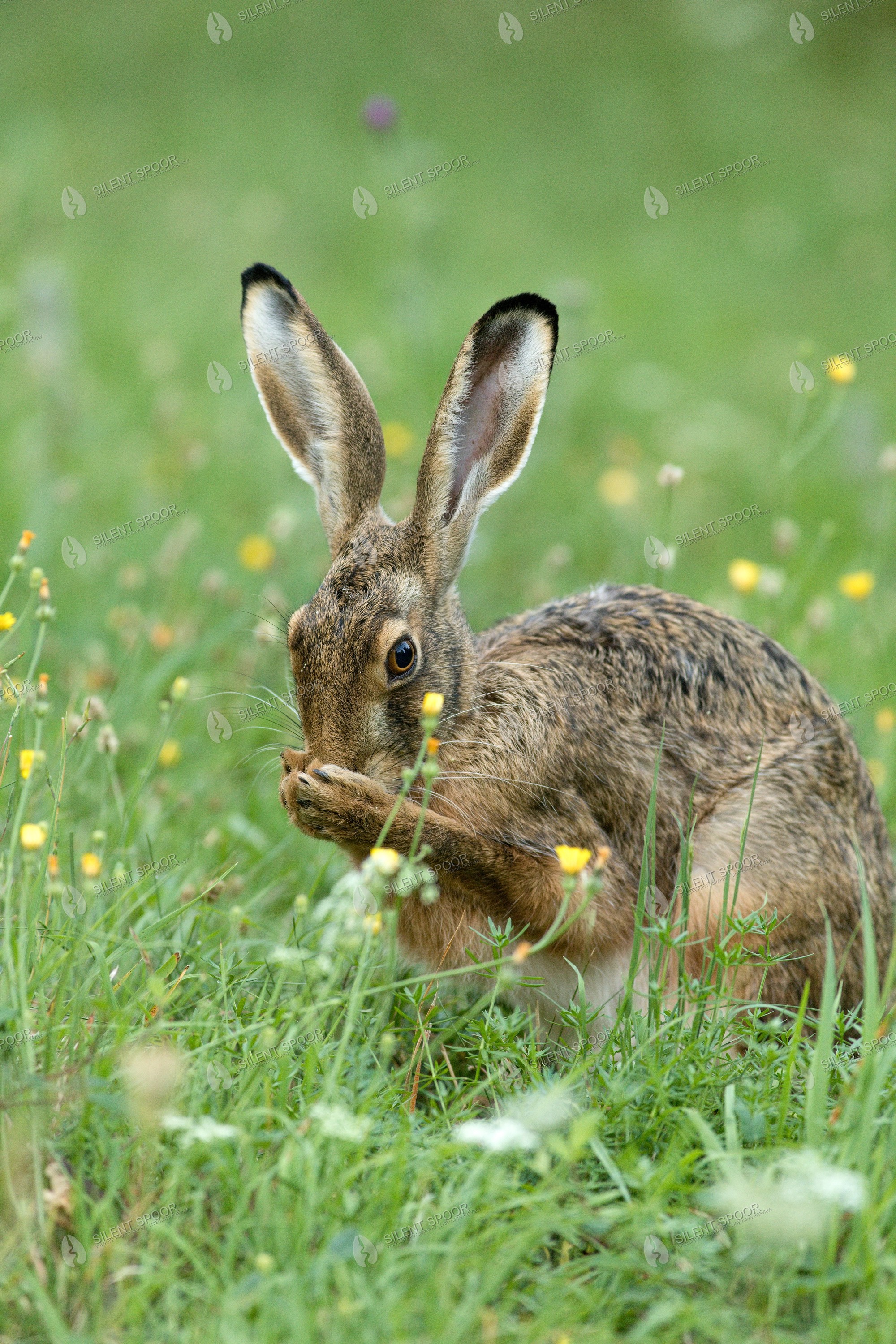 European Hare Lepus europaeus wildlife photograph in Slovakia