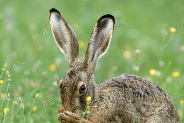 European Hare Grooming in Flowering Meadow
