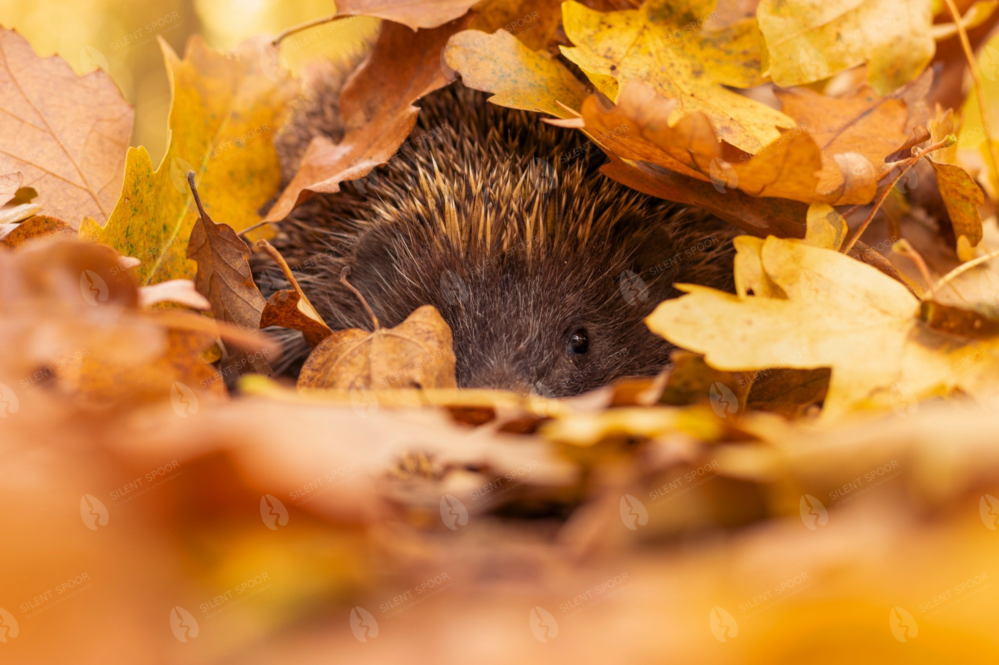 European hedgehog Erinaceus europaeus photographed in Slovakia