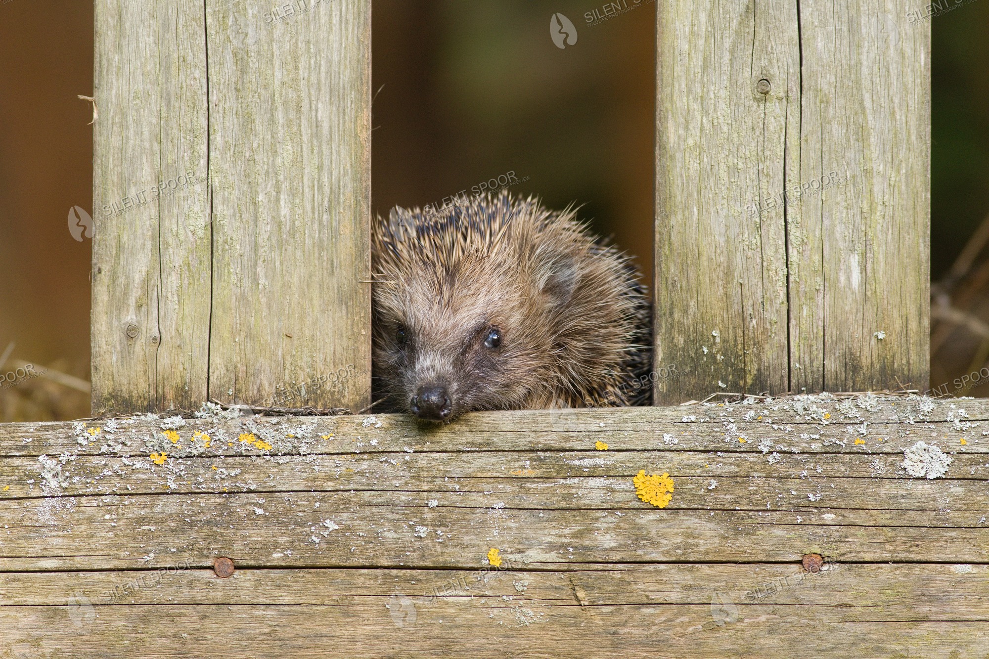 European Hedgehog Erinaceus europaeus wildlife photograph in Slovakia