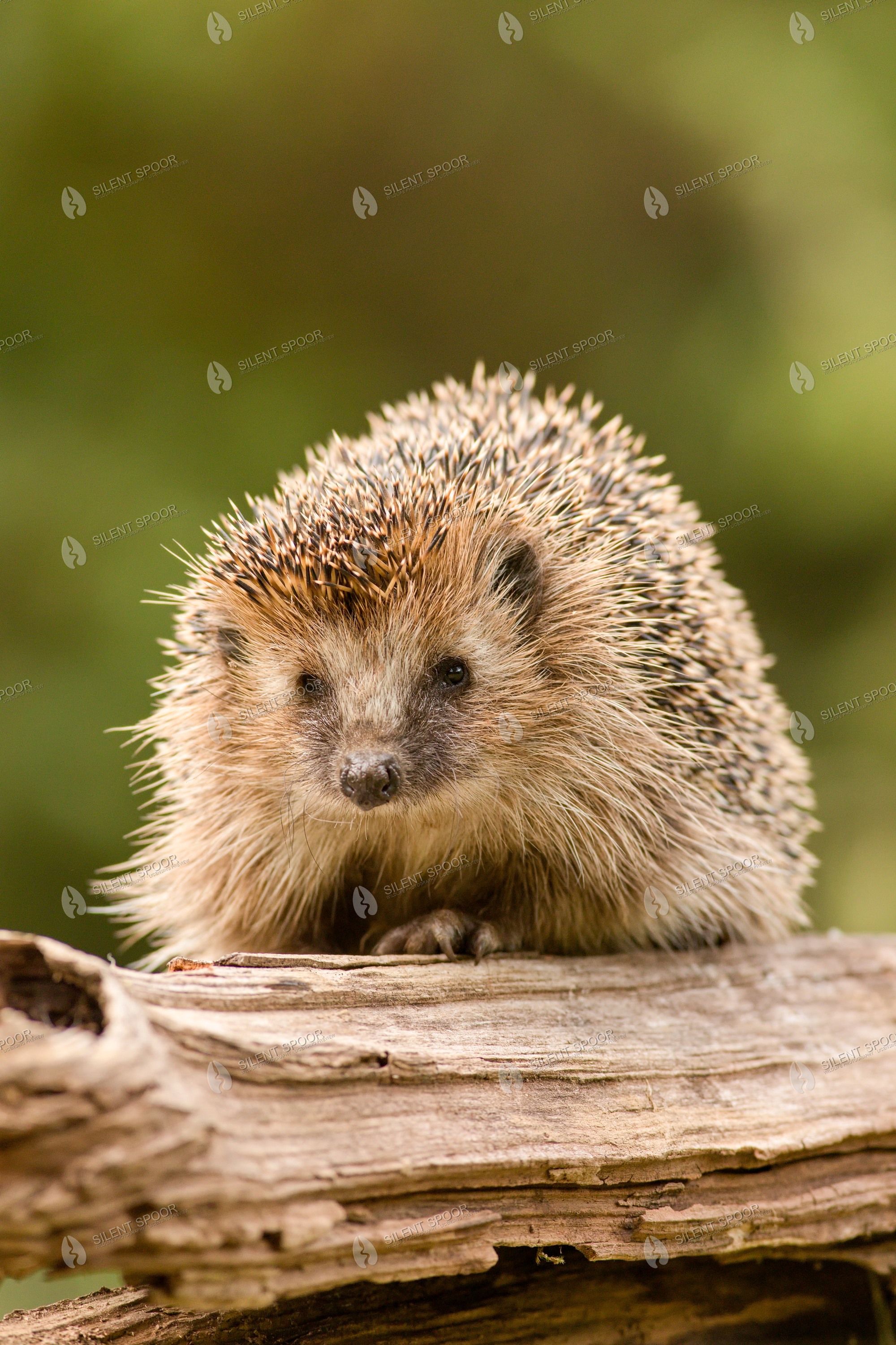 European Hedgehog Erinaceus europaeus wildlife photograph in Slovakia