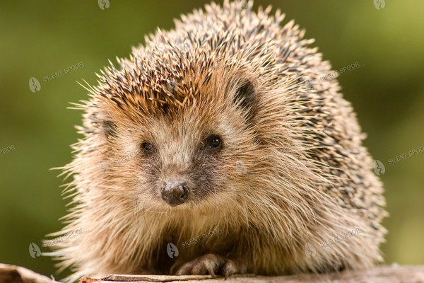 European Hedgehog on a Fallen Log