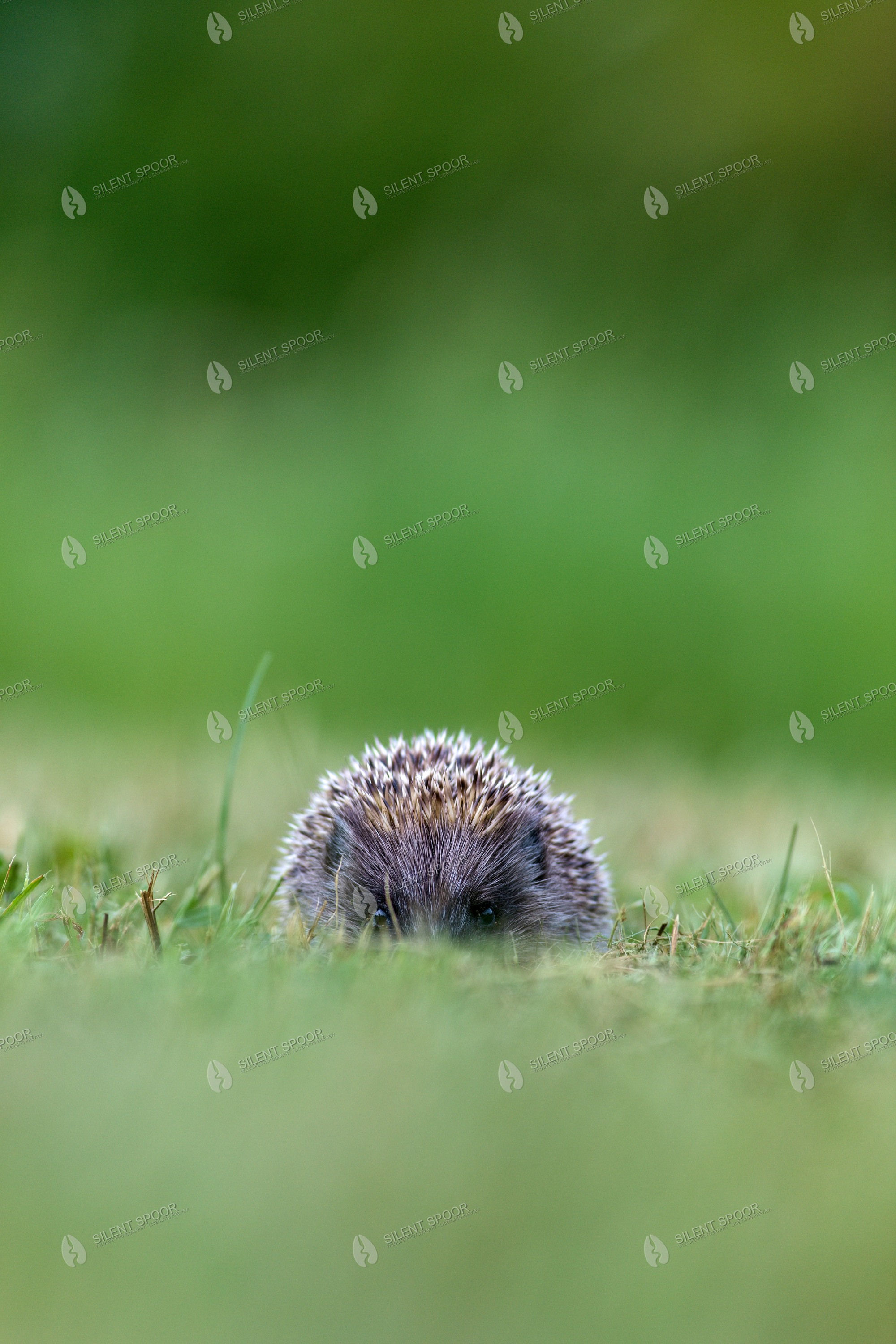 European Hedgehog Erinaceus europaeus wildlife photograph in Slovakia