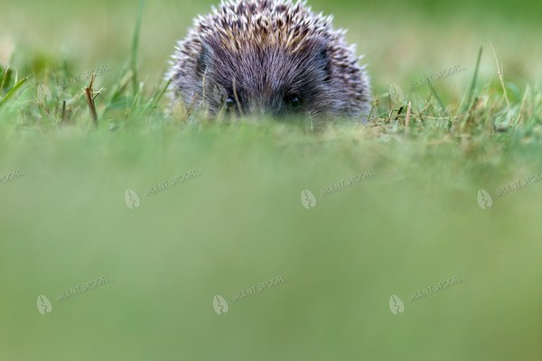 European Hedgehog Approaching Through Green Grass