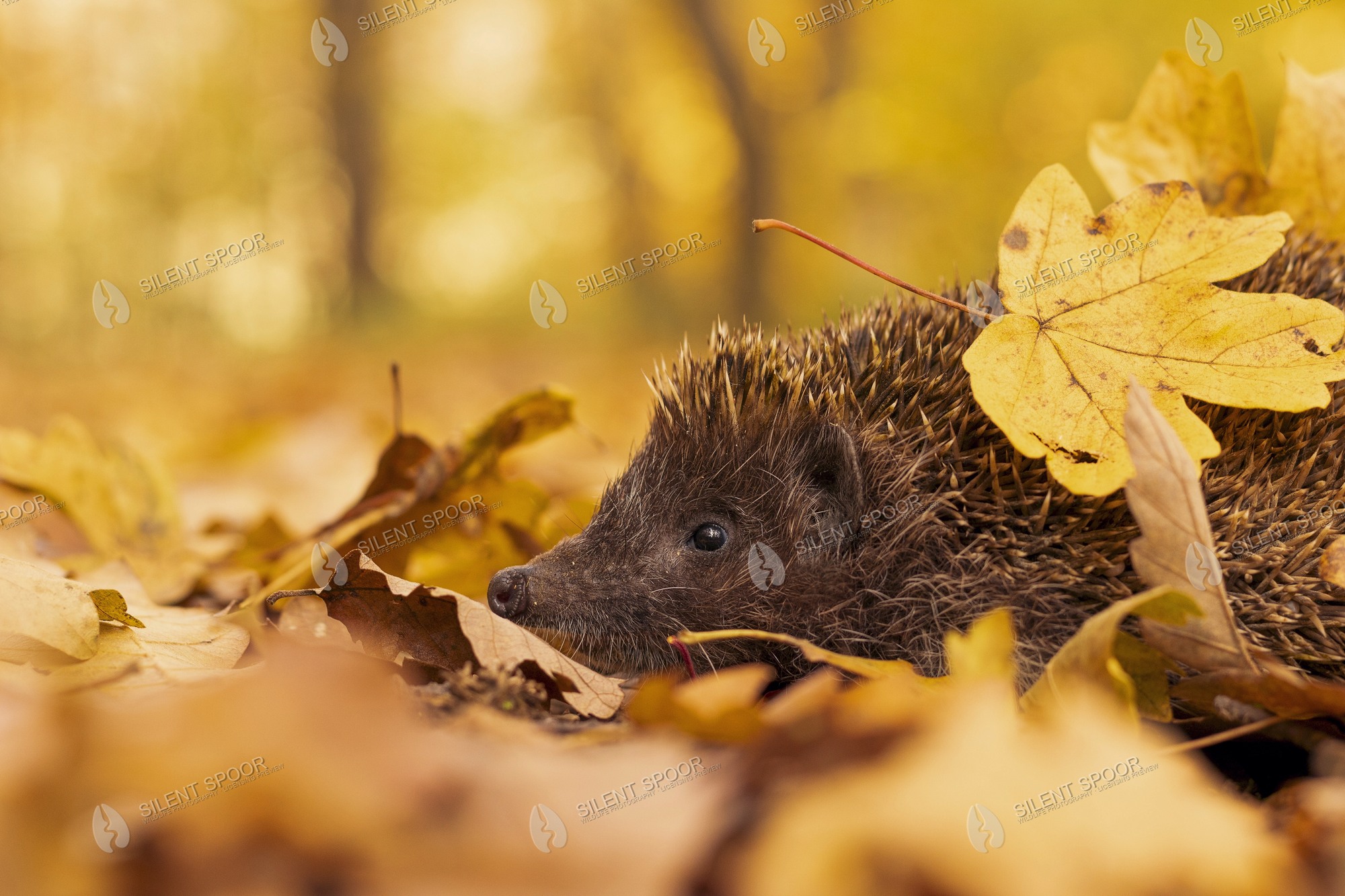 European Hedgehog Erinaceus europaeus wildlife photograph in Slovakia