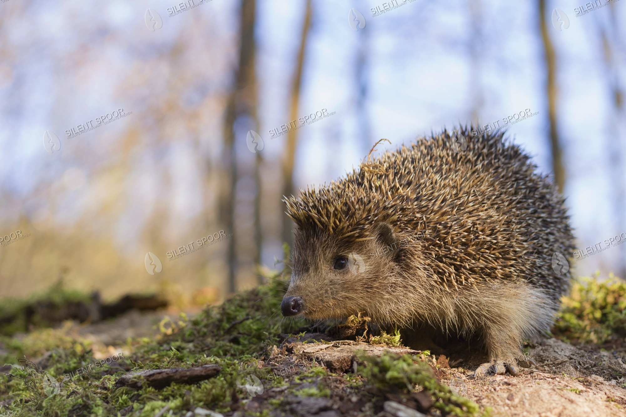 European Hedgehog Erinaceus europaeus wildlife photograph in Slovakia