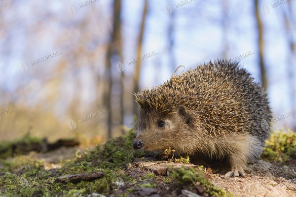 European Hedgehog Walking on Mossy Forest Floor