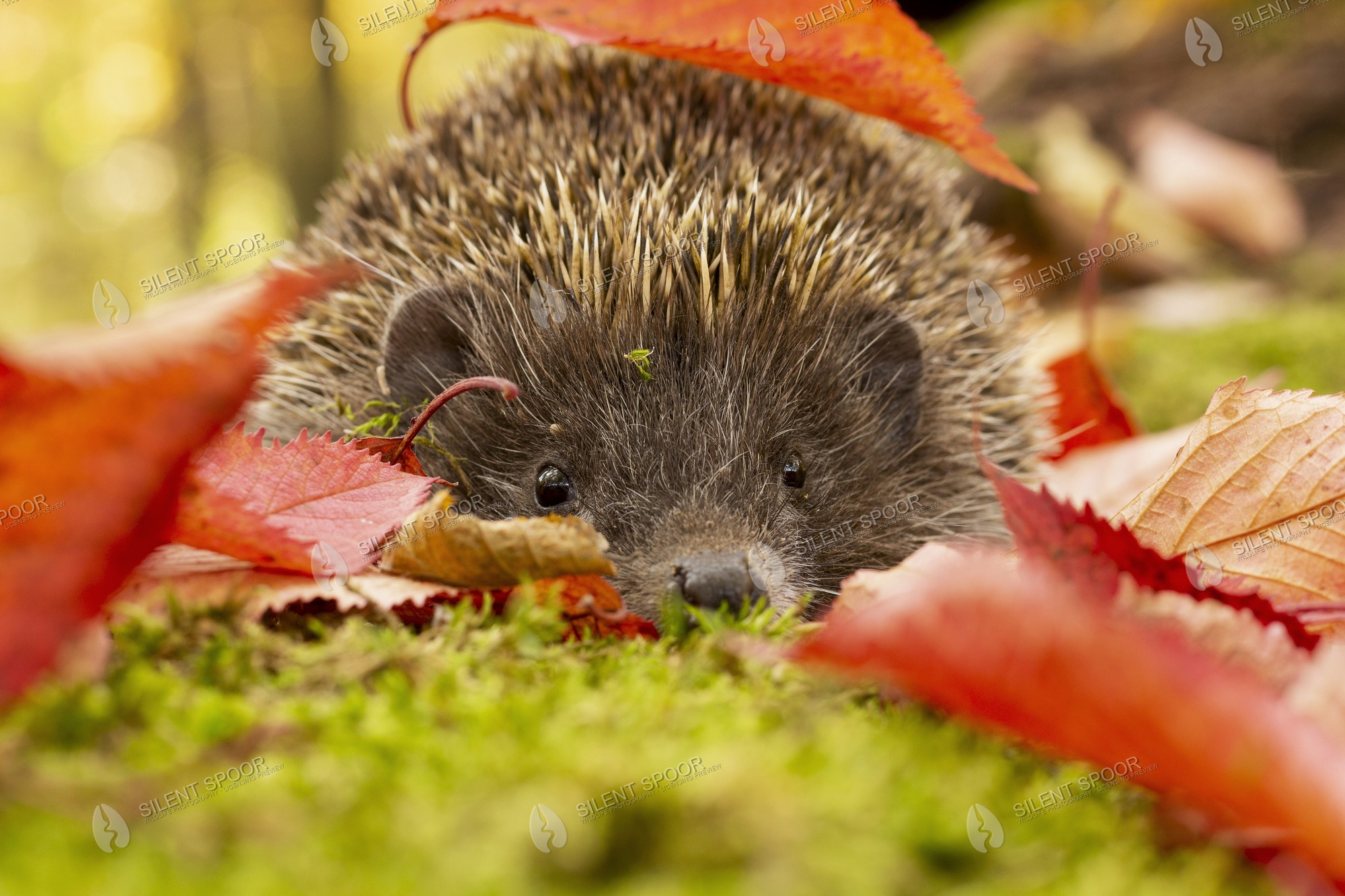 European Hedgehog Erinaceus europaeus wildlife photograph in Slovakia