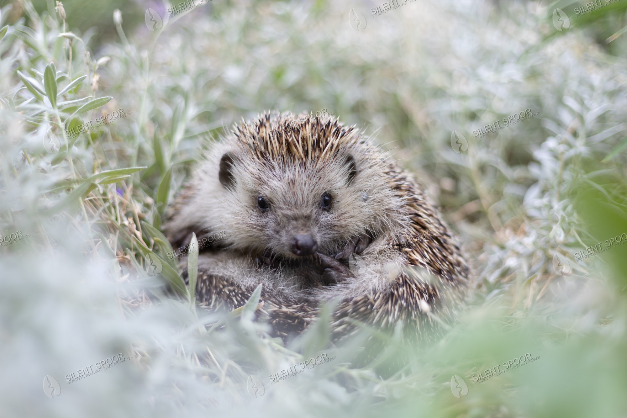 European Hedgehog Erinaceus europaeus wildlife photograph in Slovakia