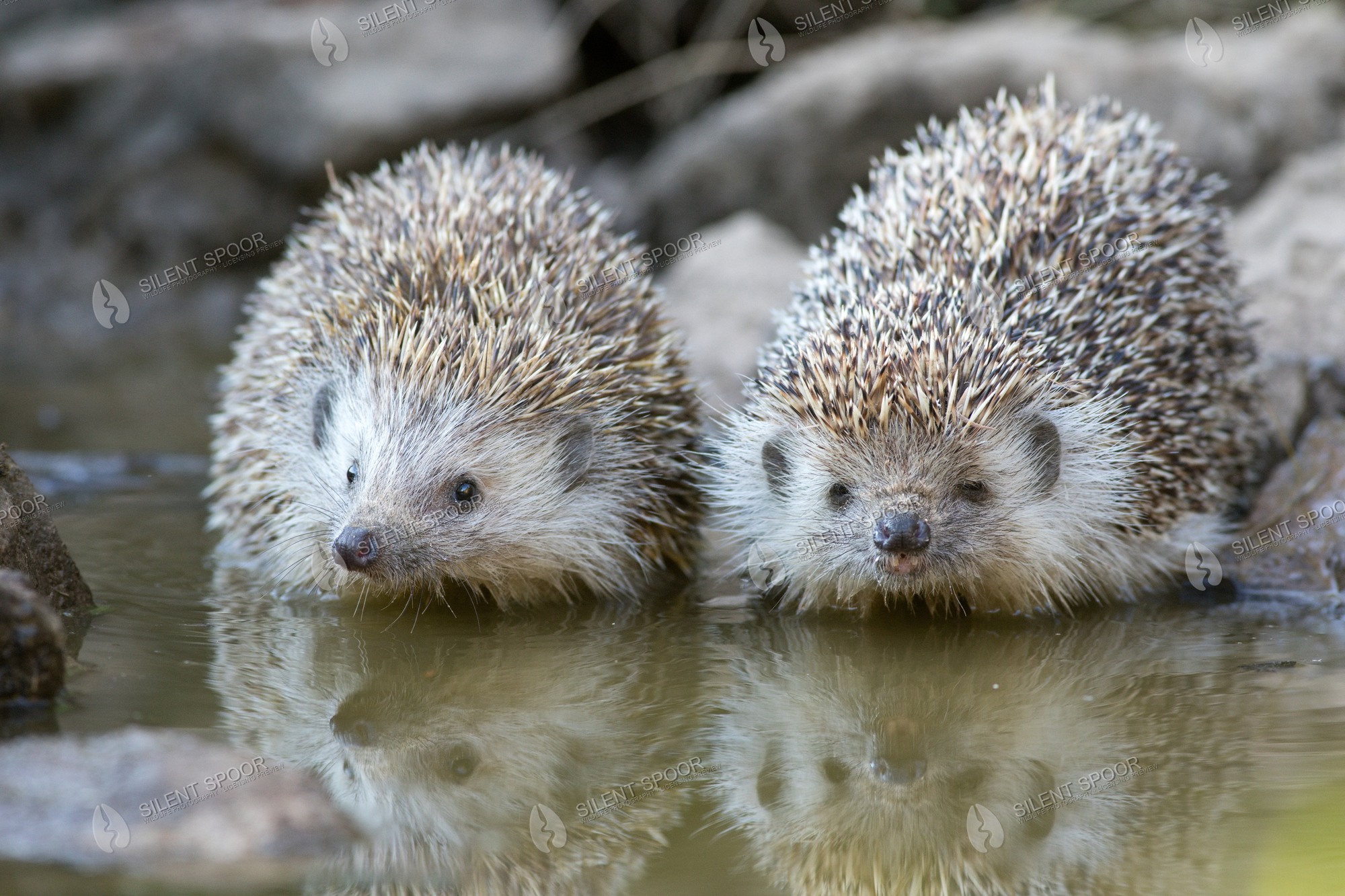 European Hedgehog Erinaceus europaeus wildlife photograph in Slovakia