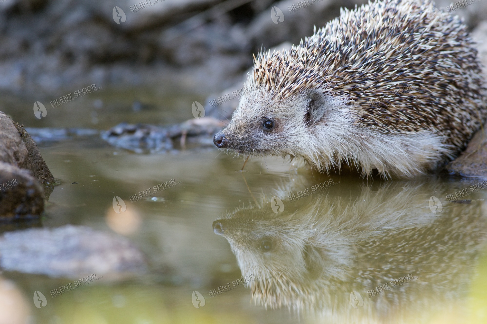 European Hedgehog Erinaceus europaeus wildlife photograph in Slovakia