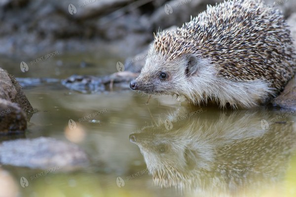 European Hedgehog at the Water's Edge