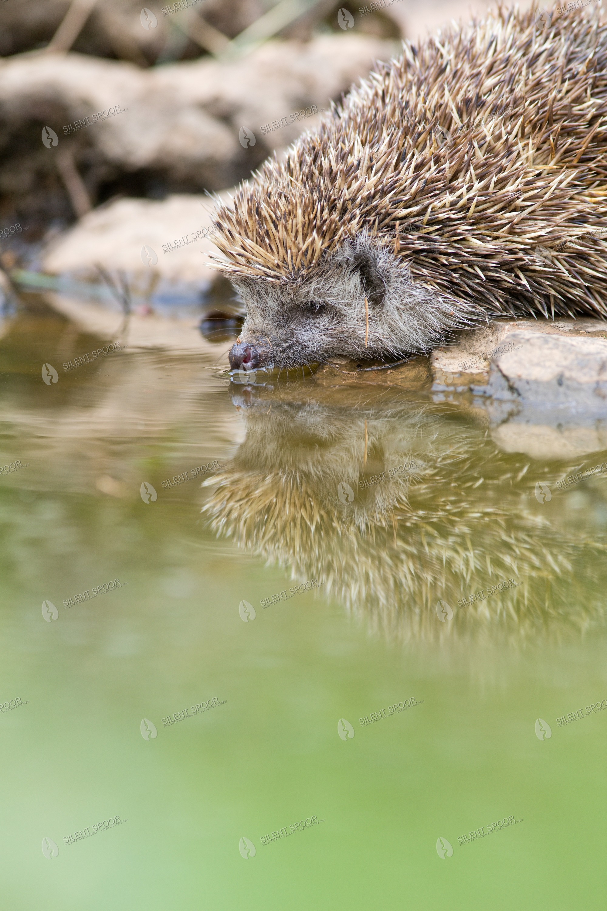 European Hedgehog Erinaceus europaeus wildlife photograph in Slovakia