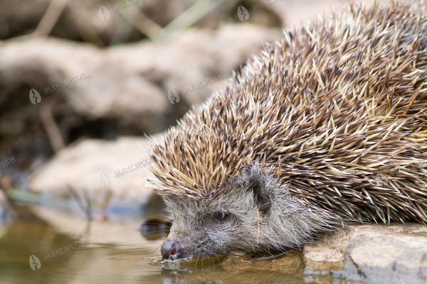 European Hedgehog Drinking at the Water's Edge