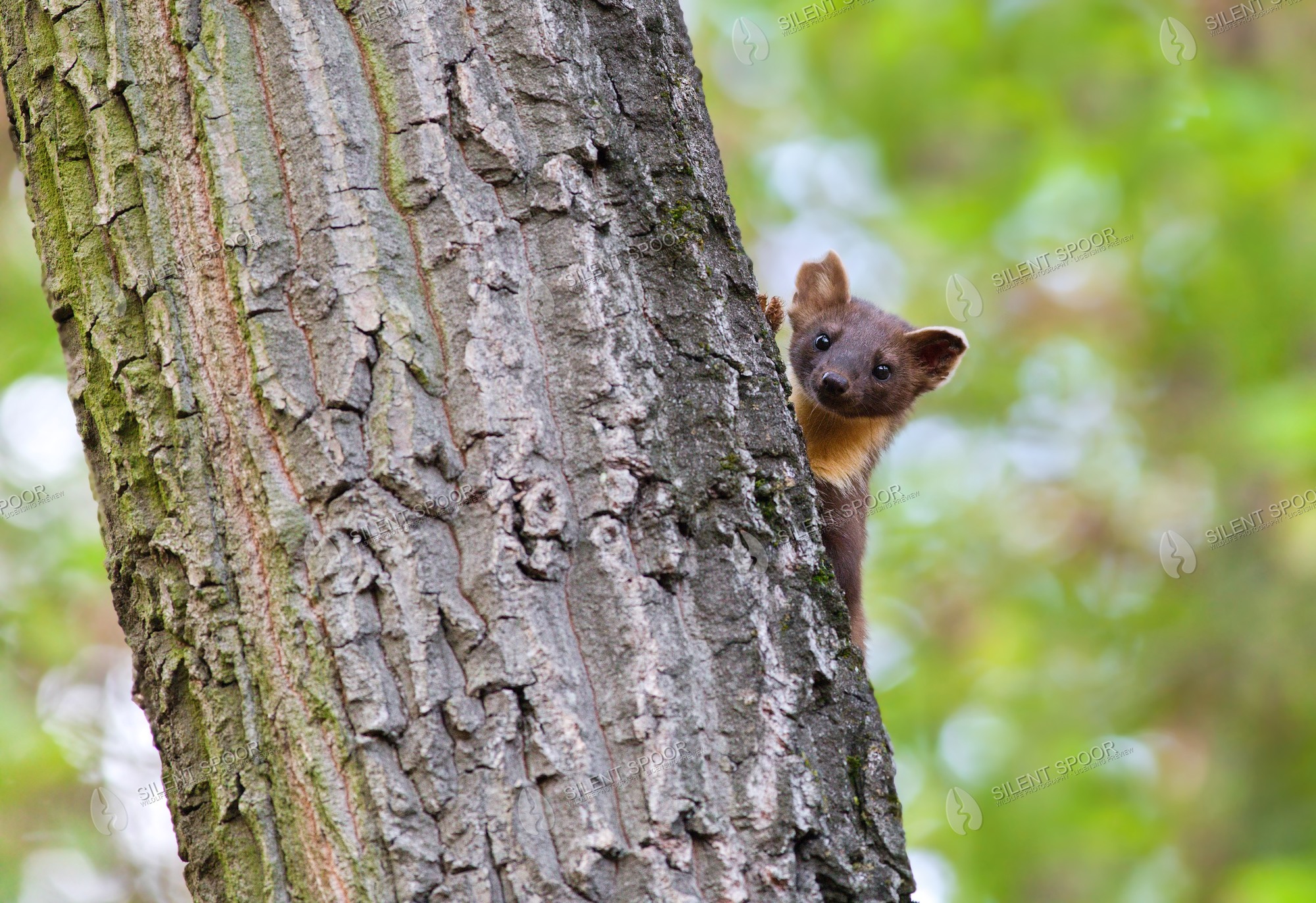 European Pine Marten Martes martes wildlife photograph in Slovakia