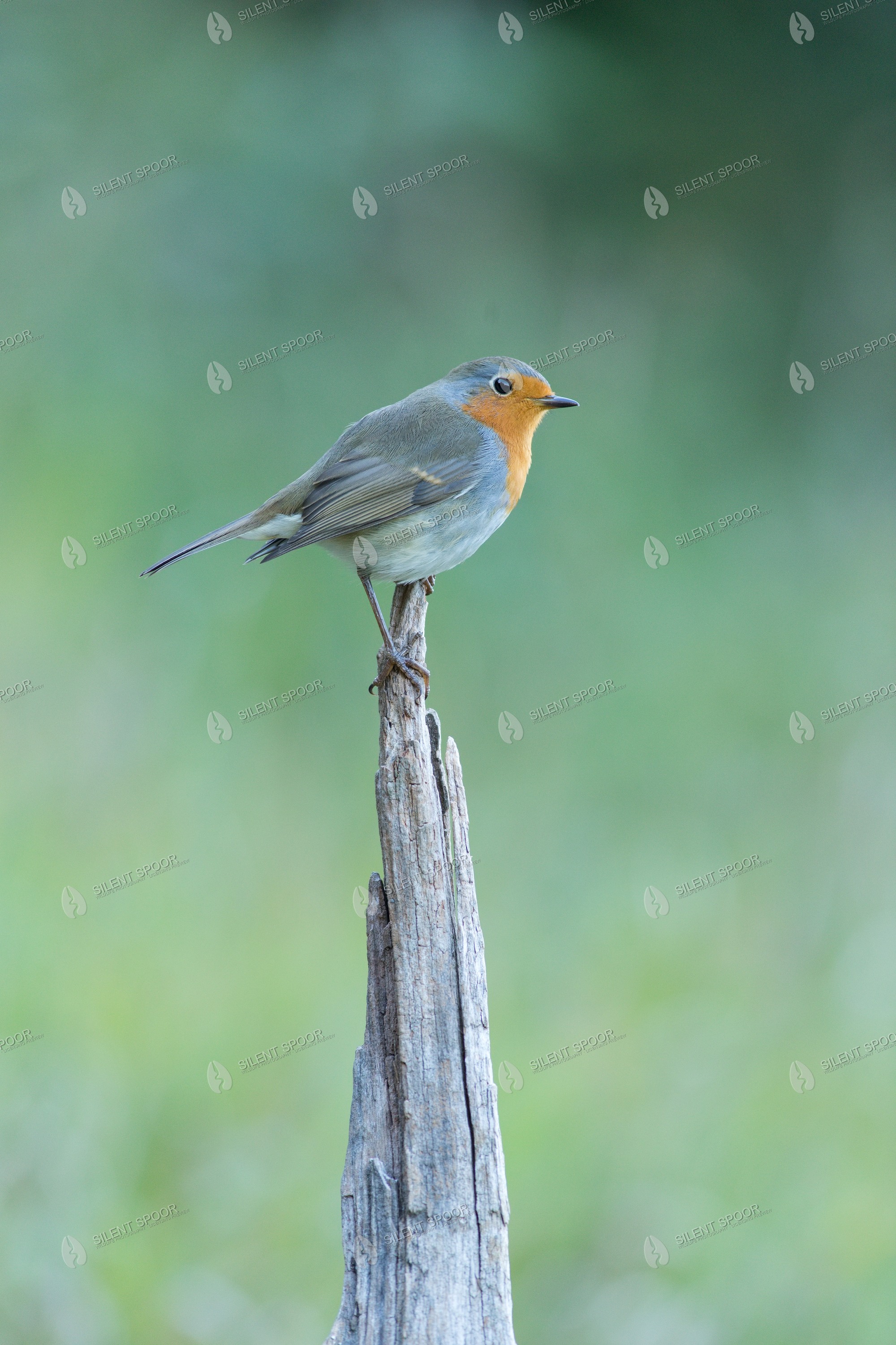 European Robin Erithacus rubecula wildlife photograph in Slovakia