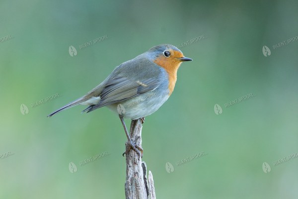 European Robin Perched on Dead Tree Trunk
