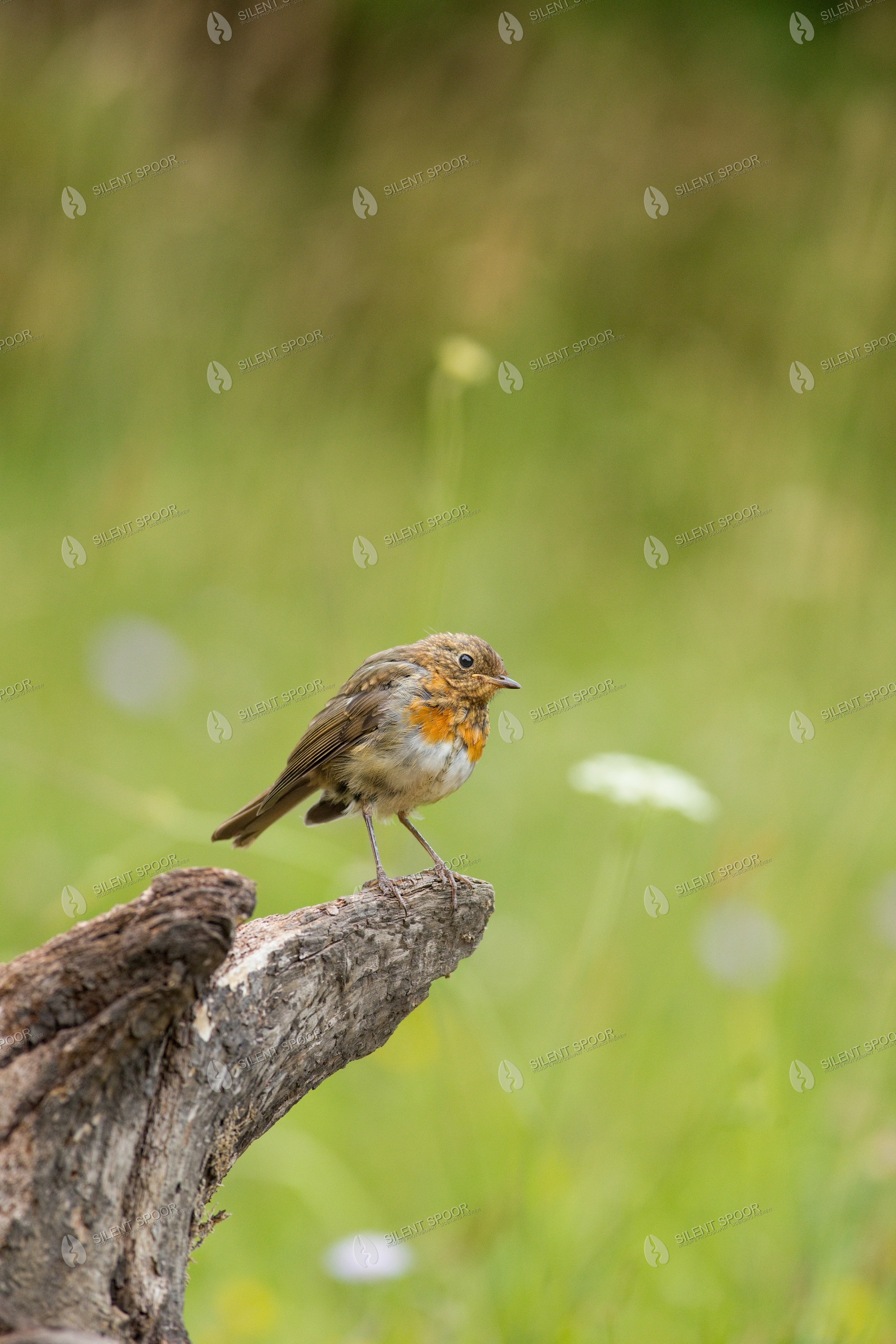 European Robin Erithacus rubecula wildlife photograph in Slovakia