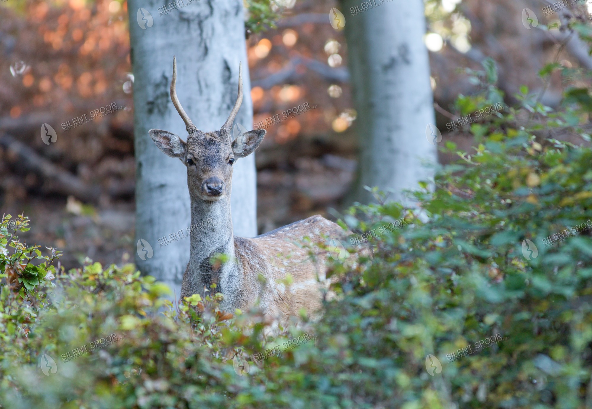 Fallow Deer Dama dama wildlife photograph in Slovakia