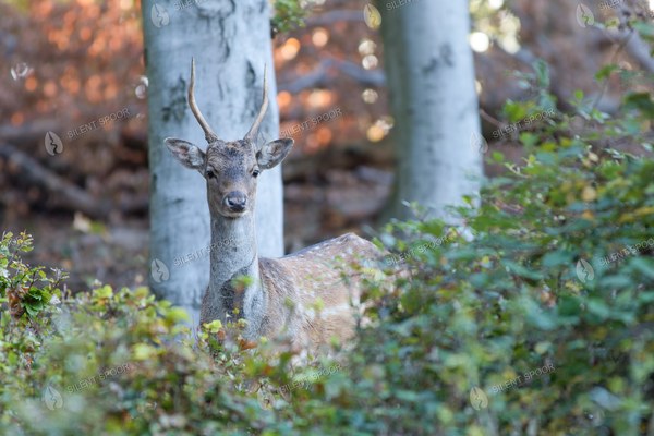 Fallow Deer Buck Standing Among Trees in Autumn Forest