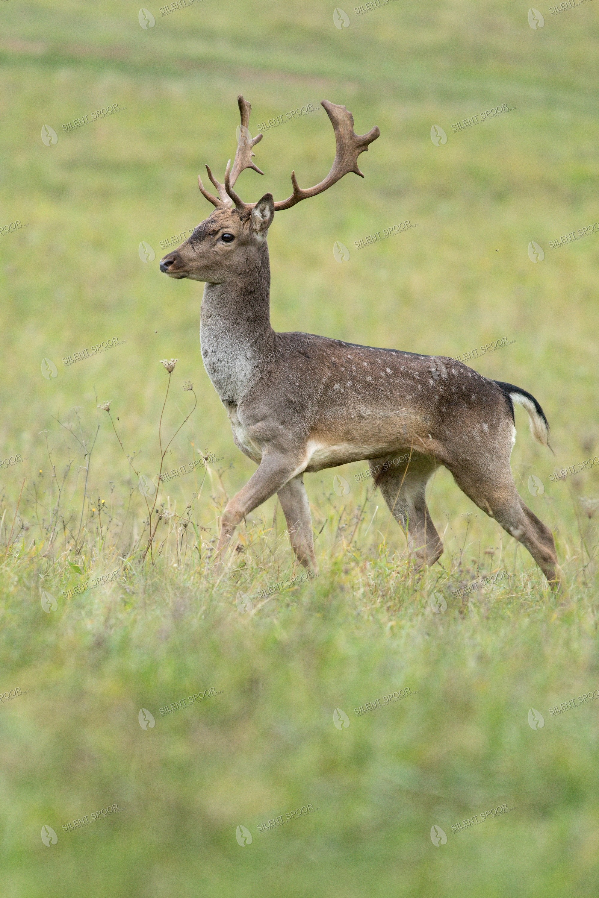 Fallow Deer Dama dama wildlife photograph in Slovakia