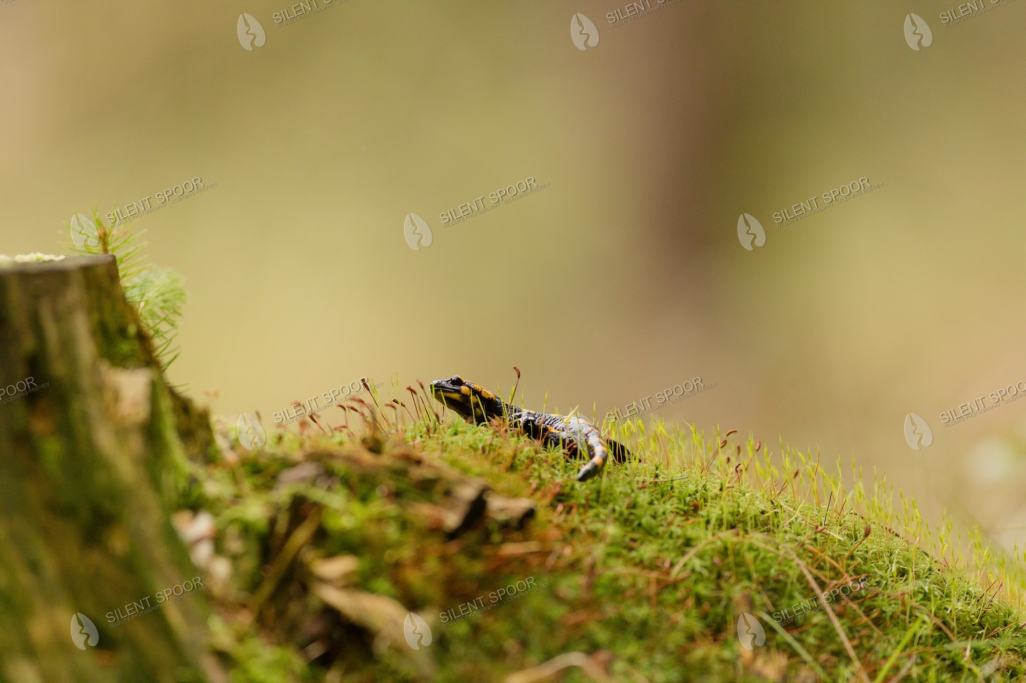 Fire Salamander Salamandra salamandra wildlife photograph in Slovakia