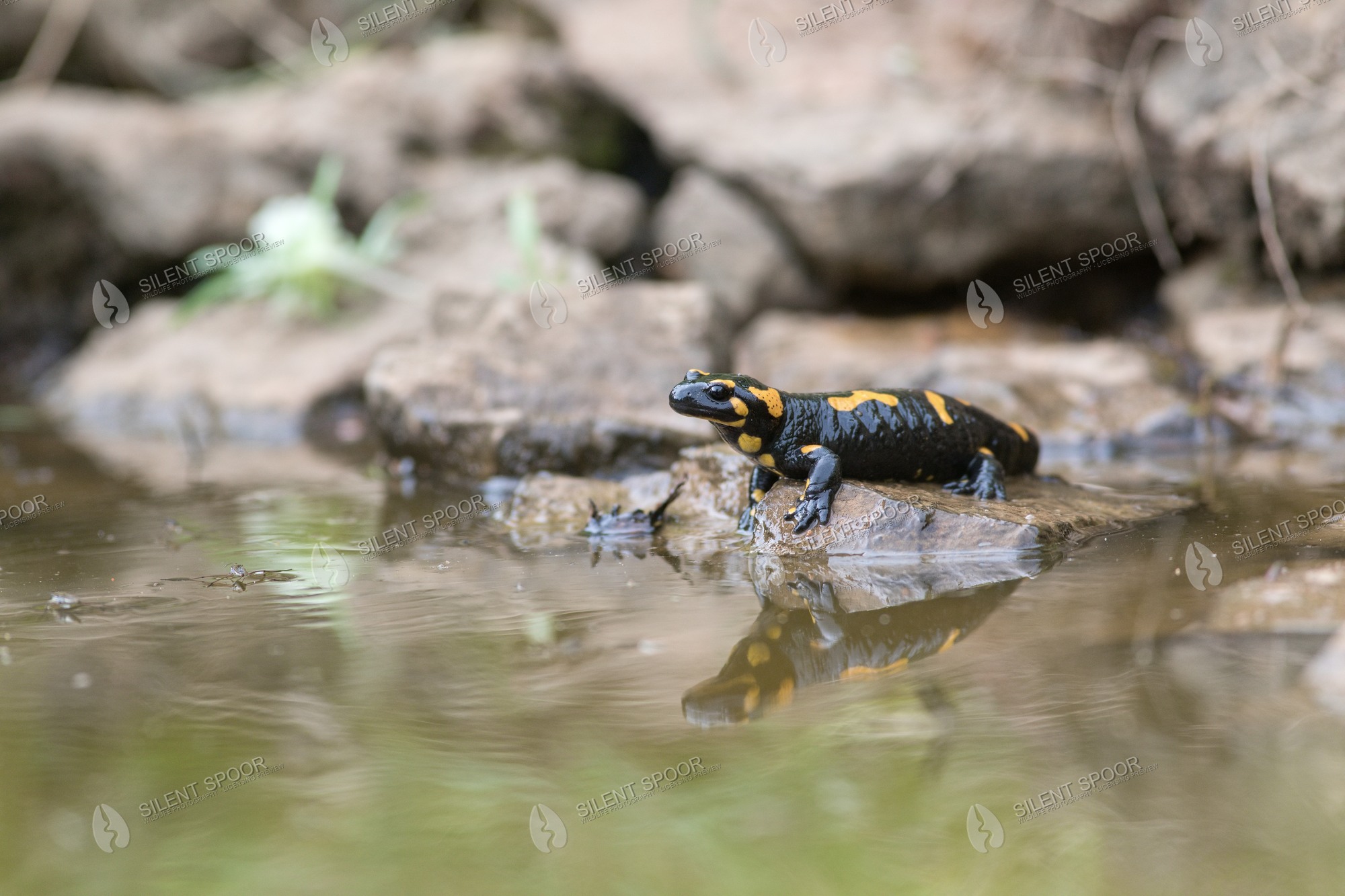 Fire Salamander Salamandra salamandra wildlife photograph in Slovakia