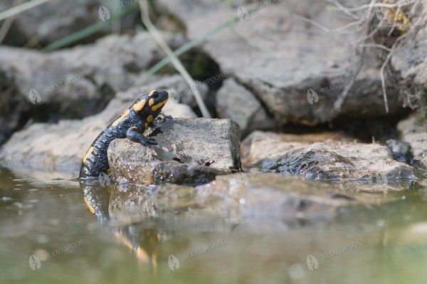 Fire Salamander Climbing from Water onto Rock