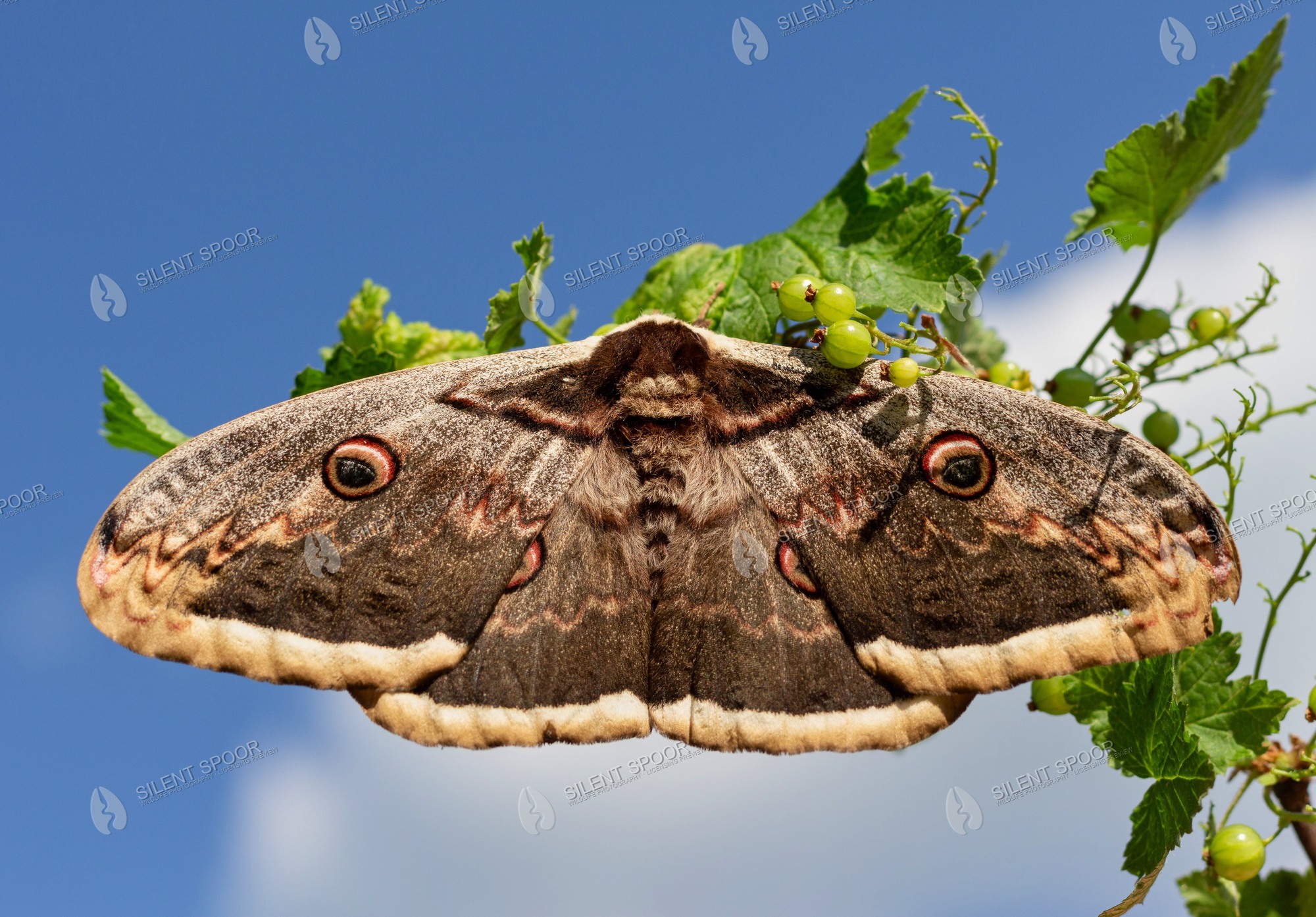 Giant Peacock Moth Saturnia pyri wildlife photograph in Slovakia