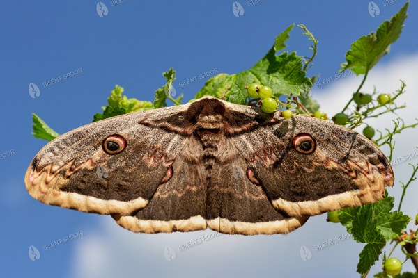 Giant Peacock Moth with Wings Spread Against Blue Sky